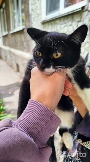 Кошка ищет дом