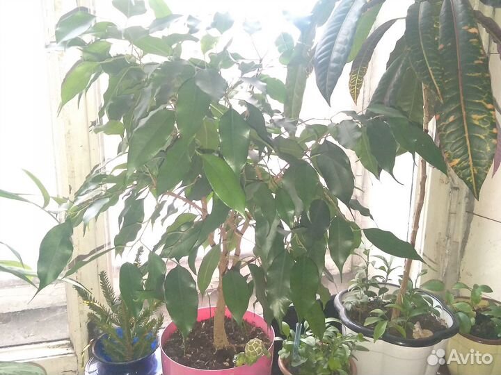 Отростки фокуса и гибискуса срез