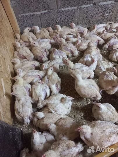 Куры бройлеры