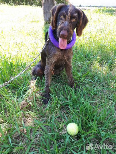 Собака умная