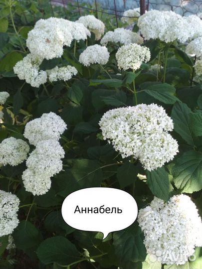 Гортензия саженцы