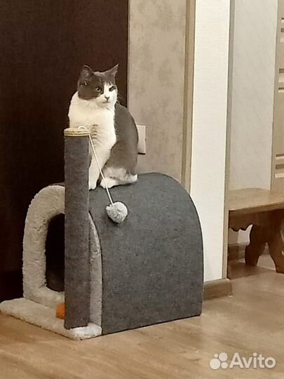 Когтеточка домик для кошки новый