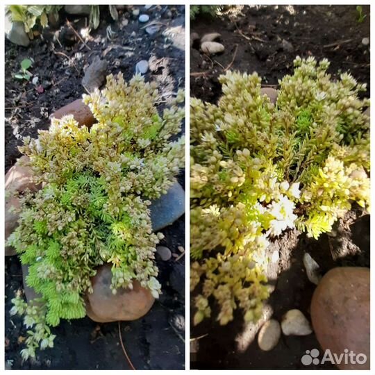 Молодило и почвопокровники