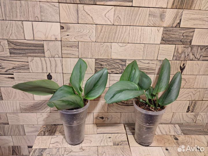 Сциндапсус мунлайт