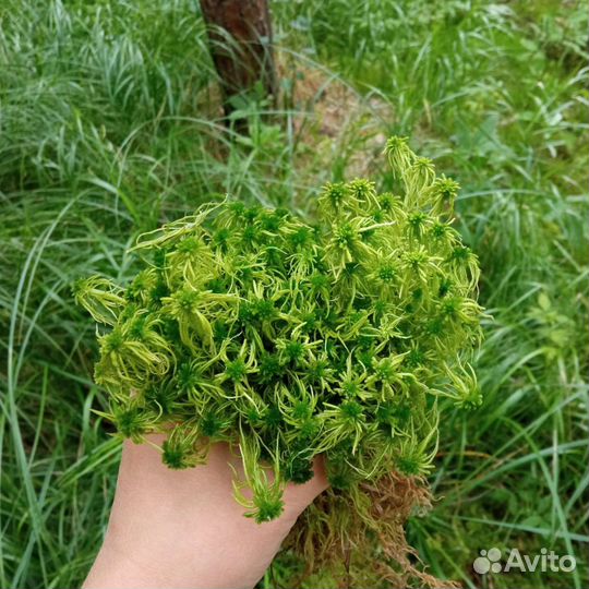 Мох сфагнум