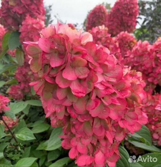 Гортензия метельчатая