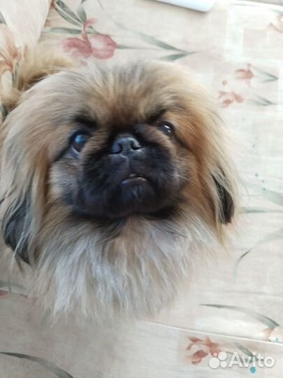 Пекинес вязка