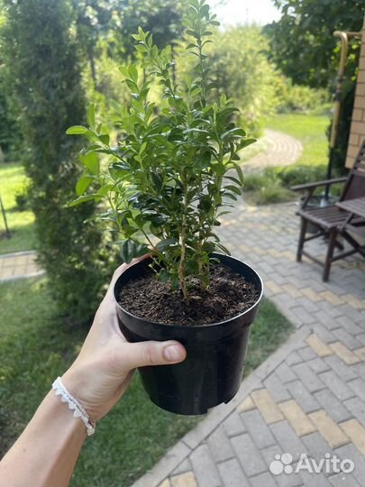 Растения для сада (Самшит )