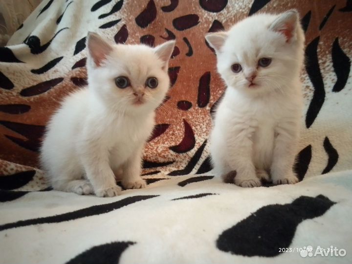 Котята шотландские