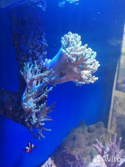 Морские кораллы