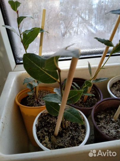 Лавровый лист один отросток