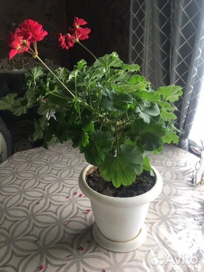 Пеларгония герань