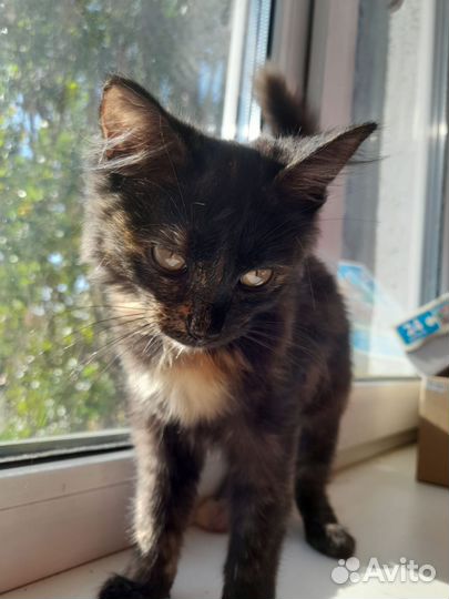 Котёнок