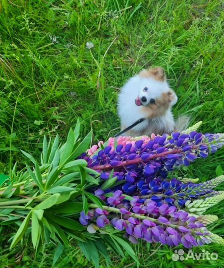 Померанский шпиц вязка кобель