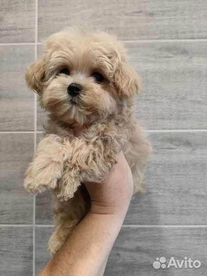 Мальтипу f1 micro