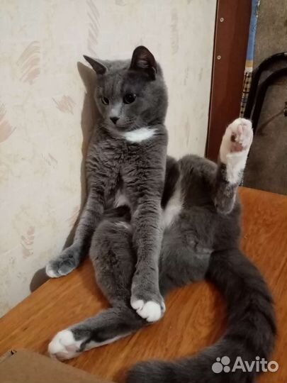 Отдам кота в добрые руки