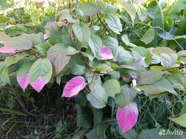 Актинидия коломикта, виноград амурский