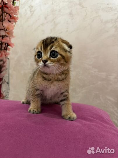 Шотландская