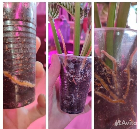 Комнатные растения.Филодендрон Биркин