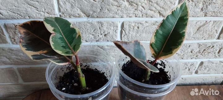 Фикус эластика тинеке