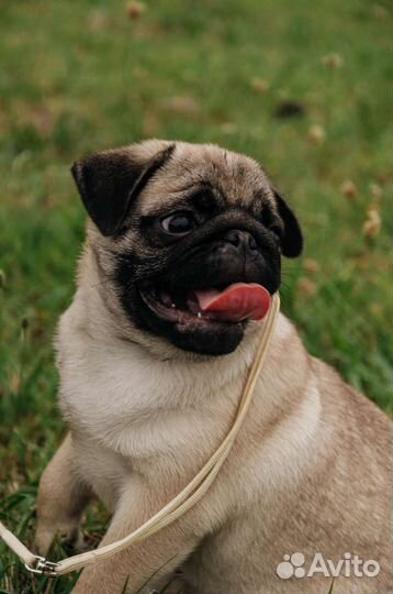 Щенки мопса