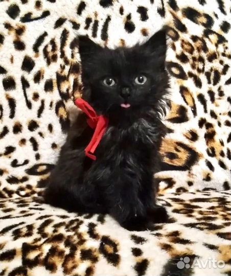 Кошка в добрые руки