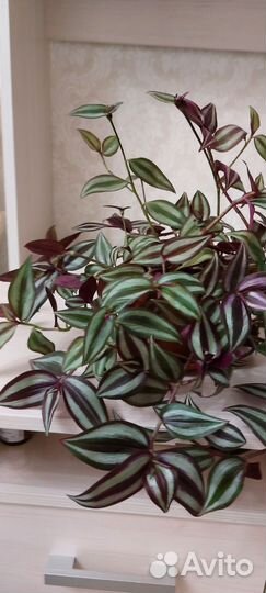 Традесканция зебрина