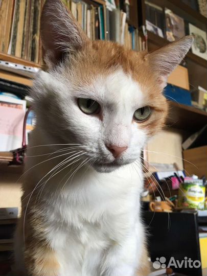 Котик в дар