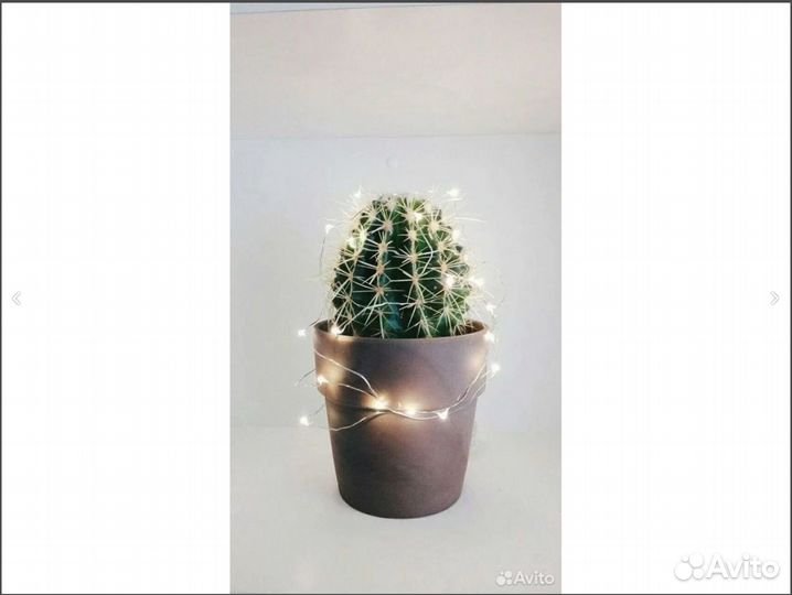 Кактус для связи