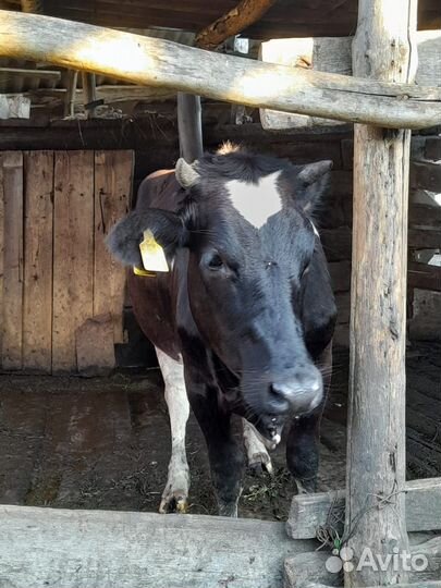 Телка стельная