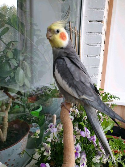 Передержка для птиц рептилий пресноводных водоплав