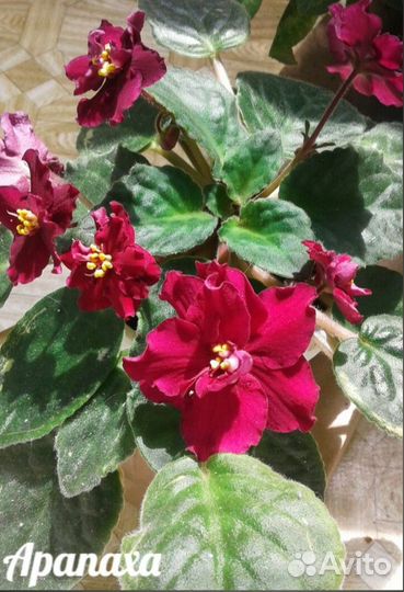 Фиалки сортовые N2