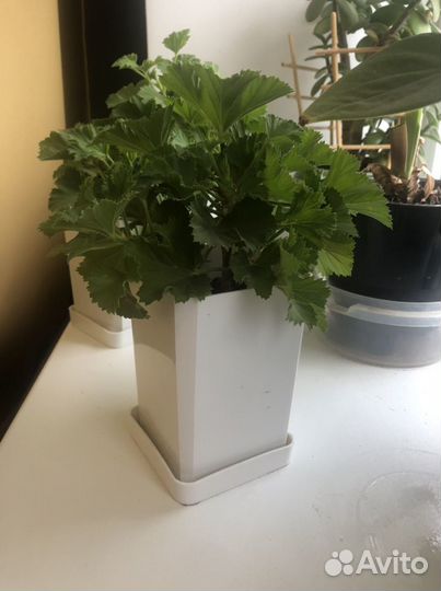 Пеларгония герань королевская