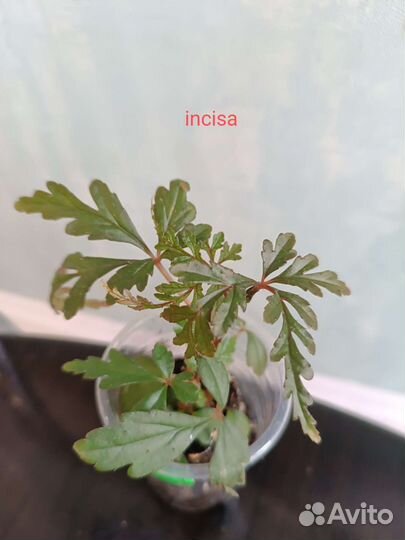 Детки бегоний часть 1