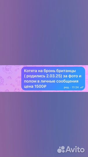 Британские котята короткошерстные