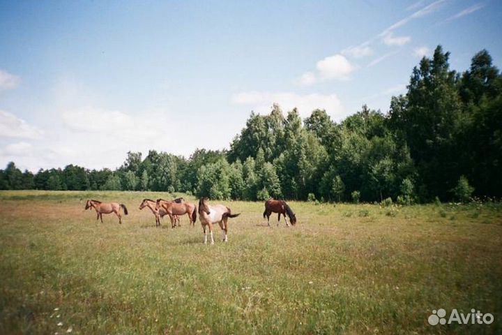 Samsung fino 20s + пленка kodak + батарейки