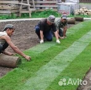Продажа Рулонного газона