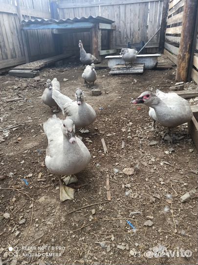 Индоутки Лаванда