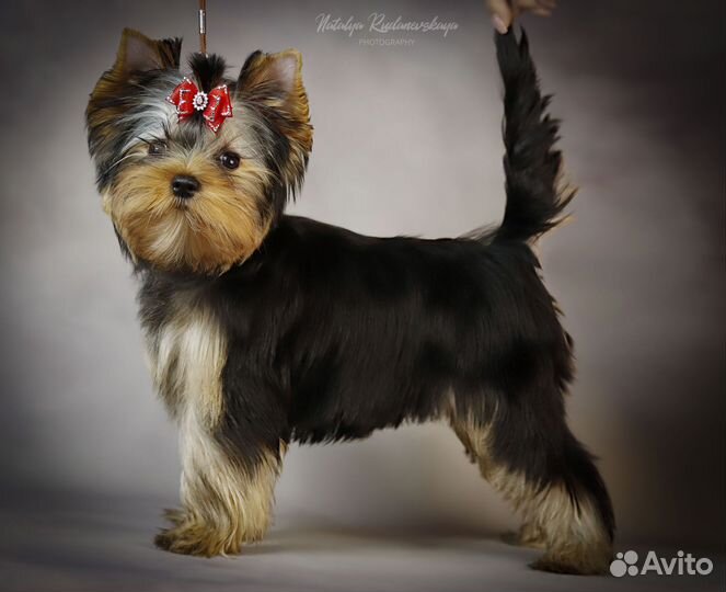 Йоркширский терьер девочка