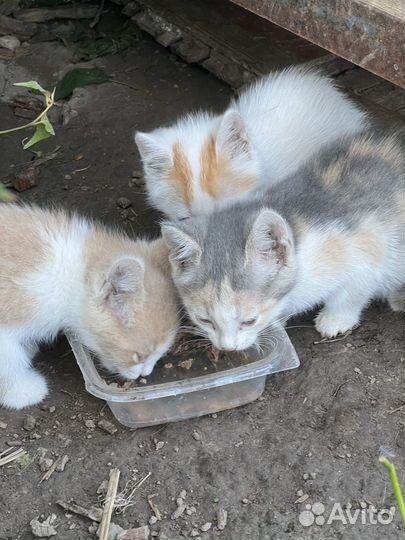 Котята с мамой