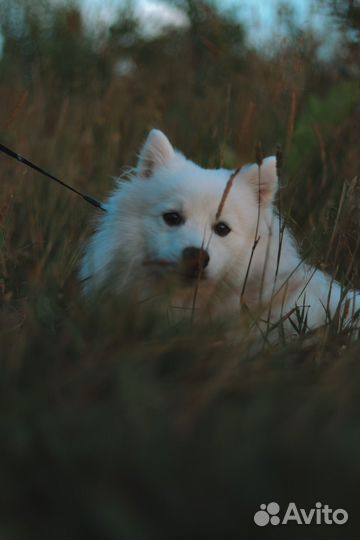 Вязка Японский шпиц