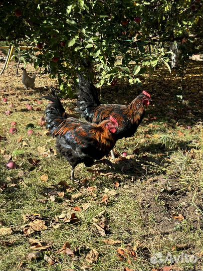 Молодой петух маран