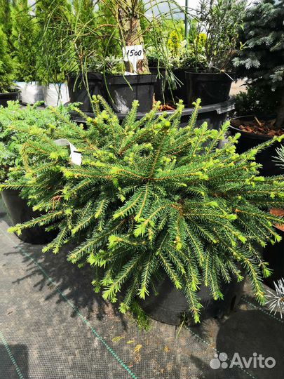 Ель Нидиформис, диаметр 50 см