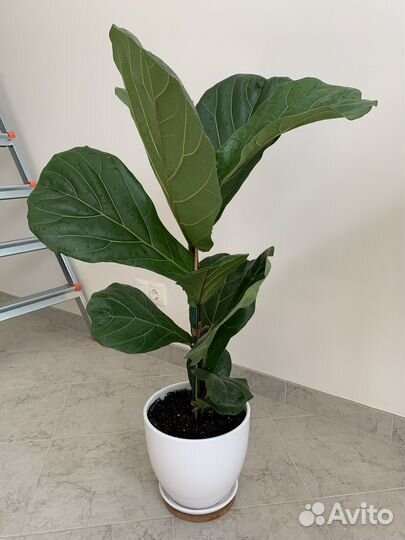 Лирата фикус