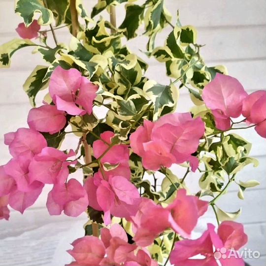 Бугенвиллии вариегатные 3 сорта