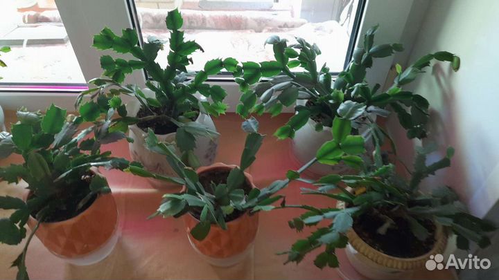 Продам цветы комнатные