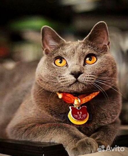 Картина по номерам 30x40 Пушистый британец