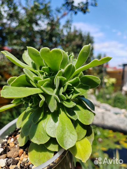 Эониум Гоблин