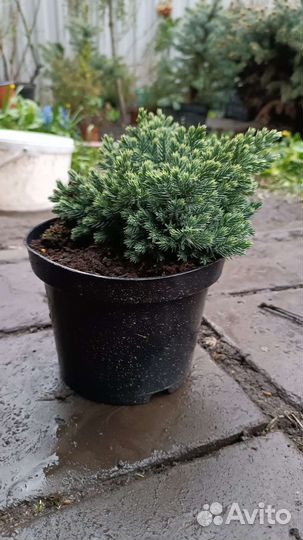 Можжевельник блю стар