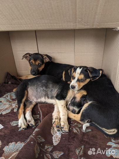 Щенки в добрые руки